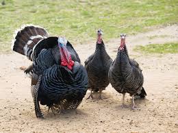 Perfringens after six months of post. Broad Breasted Bronze Turkey Poults Cackle Hatchery