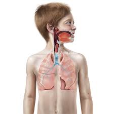 The respiratory system is the organs and other parts of your body involved in breathing, when you exchange oxygen learn more about the parts of your respiratory system, how you breathe, and. Respiratory Conditions Lung Disease Professional Medical Illustrations