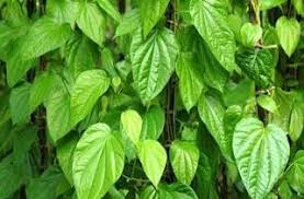 7 manfaat berkebun di rumah untuk buncis sendiri dapat dibedakan menjadi dua jenis, yaitu tipe tegak dan tipe merambat. Cara Menanam Tanaman Rambat Jual Tanaman Rambat Tanaman Merambat Dinding Tanaman Merambat Tahan Panas Tanaman Merambat Untu Tanaman Rambat Tanaman Ide Berkebun