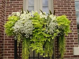 The sweet potato vine is an unexpected bonus when you're growing sweet potatoes — sweet potato leaves are edible! Stunning Flower Box Filled With Pale Yellow Petunias Dwarf Sweet Gardening At Repinned Net