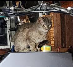 Living in my garage,