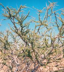 Image result for Boscia foetida