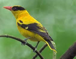 African Golden Oriole Pajaros Exoticos Sureste De Asia Paseriforme
