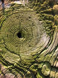 Designed to be the best ↗. Natures Design Nature Design Nature Inspiration Nature