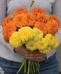 The marigold is a beautiful small flower that is wildly popular in north america. Marigolds Key Growing Information Johnny S Selected Seeds