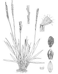 Image result for Digitaria milanjiana