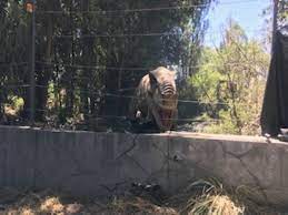 Maybe you would like to learn more about one of these? Tour Dinosaurios Picture Of Parque Safari Admission Ticket Rancagua Tripadvisor