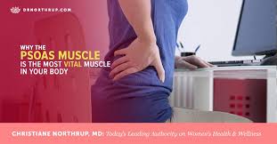 This therefore means it is a collection. Psoas Muscle Why It S The Most Vital Muscle In Your Body