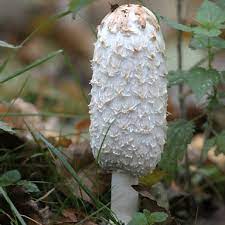 It is widespread, especially in the tropics, where it can be found on the dead branches of broadleaf trees. Edible British Mushrooms Everyonelovesafungi
