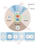 Image result