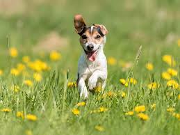 Hund Liebenswert
