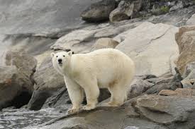 Comment je fait pour avoir la réponse sinon si vous l'avait nésite pas ! Observation Des Ours Polaires Croisiere Le Ponant