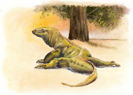 Komodo Dragon Illustration Illustration Art Komodo Dragon