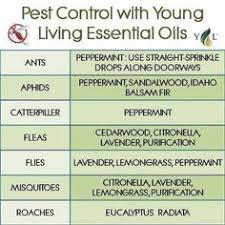 Aloha pest solutions remains committed to providing unsurpassed essential pest services as we exercise necessary social distancing to keep. 14 Interesting Facts Ideas Termite Control Pest Control Termites