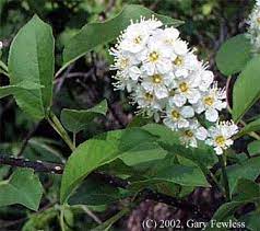 Maybe you would like to learn more about one of these? Trees Of Wisconsin Prunus Virginiana Chokecherry
