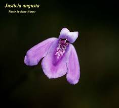 Image result for Justicia