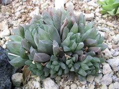 Conveniently shipped to your home. Hortipedia Haworthia Cooperi Var Pilifera