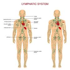 How And Why To Do Lymphatic Drainage Massage On Yourself Greensmoothiegirl Lymphatic Drainage Massage Lymph Nodes Lymphatic System