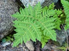 Image result for Cheilanthes angustifrondosa