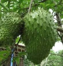 Buah durian belanda atau daunnya memiliki begitu banyak manfaat untuk tubuh kita. Anim Agro Technology Durian Belanda Info Media