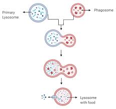What is the main function of the lysosome in an animal cell. The Main Function Of Lysosomes Is A Secretion B Respiration Class 11 Biology Cbse