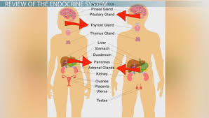 Feedback Loops In The Endocrine System Video Lesson Transcript Study Com
