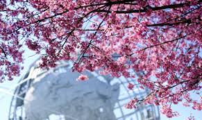 Maybe you would like to learn more about one of these? Flowering Trees In Nyc Parks Nyc Parks