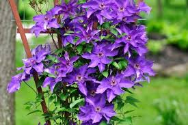 How to tie up a clematis. Maintaining Clematis Expert Tips For Watering Cutting And Fertilizing Gardender