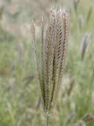 Image result for Chloris virgata
