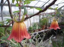 Image result for Canarina