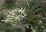 Image result for Crinum buphanoides