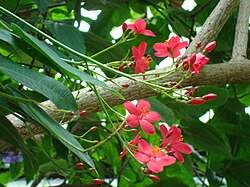 Image result for Jatropha latifolia
