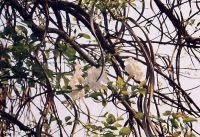 Image result for Dolichandrone alba