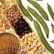 Legume