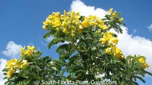 Fall planting season is just around the corner, so where it will grow: Cassia Trees