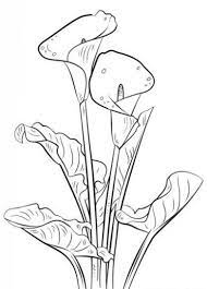 Drawing Sketch Stick Figure Pencil Drawing Drawing Tutorial Simple Drawing Drawing Basis Cool Dra Beautiful Flower Drawings Flower Drawing Flower Sketches