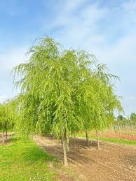 Image result for Salix babylonica
