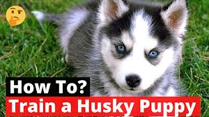 Caring for a vulnerable husky lab mix puppy is a big responsibility. How To Train A Husky Puppy The Easiest Yet Most Effective Training Technique Exposed Youtube