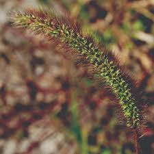 Image result for Setaria grandis