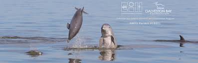 Maybe you would like to learn more about one of these? Galveston Bay Foundation Guardian Of Galveston Bay Since 1987