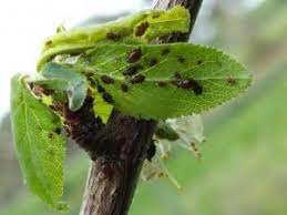 Thin out the tree and cut superfluous branches, taking care to get rid of diseased or damaged limbs. Bugs On Fruit Trees Grow Great Fruit