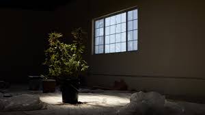 Maybe you would like to learn more about one of these? How To Grow Weed Indoors Without Grow Lights Weedmaps