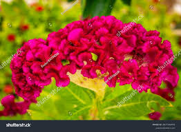 Image result for Celosia pandurata