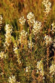 Image result for Hebenstretia angolensis