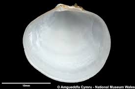 Image result for Platostoma montanum
