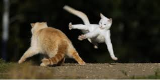 Spraying is a way to communicate with other all medication has potential side effects. The Best Ways To Stop Your Kitten Terrifying Your Older Cat Archie Cat