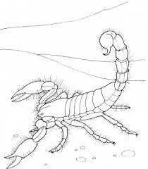 Supercoloring.com is a super fun for all ages: Scorpions Coloring Pages Desert Scorpion Coloring Pages Desert Drawing