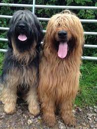 350 Briard Dog Hugo Lola Ideas In 2021 Briard Dog Briard Dogs