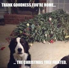 Board abusers will be removed. These Are The Best Christmas Dog Memes You Ll See Today
