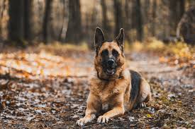 Check spelling or type a new query. What Is The Average Lifespan Of A German Shepherd Explained Animals Hq